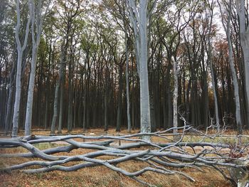 Trees growing on field in forest