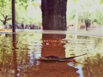 Close-up of turtle swimming in lake