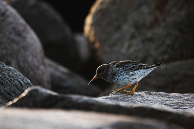 Close-up of bird perching on rock