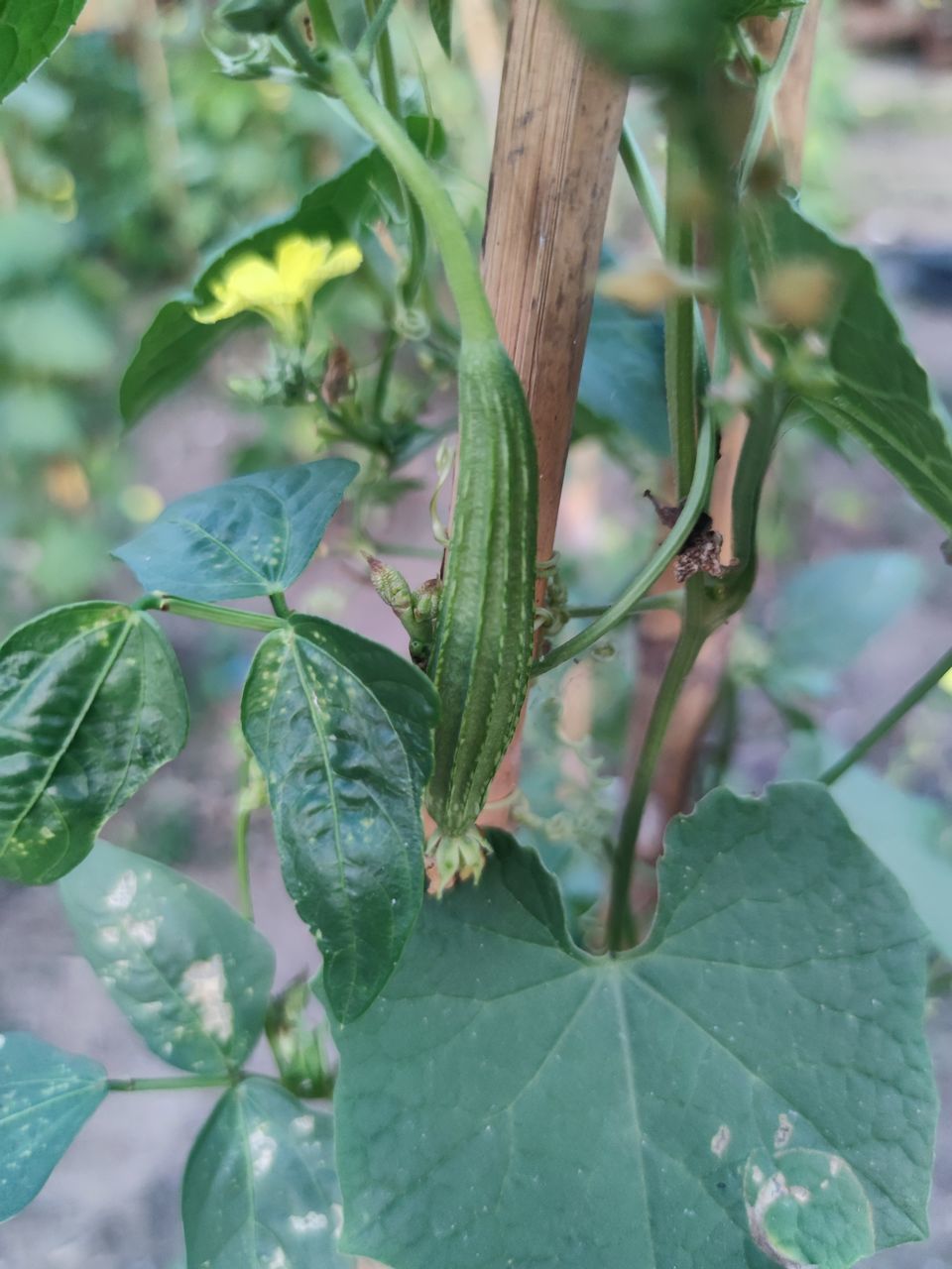 leaf, plant part, plant, growth, green, nature, produce, food and drink, food, no people, flower, close-up, freshness, beauty in nature, day, healthy eating, outdoors, tree, fruit, vegetable, agriculture