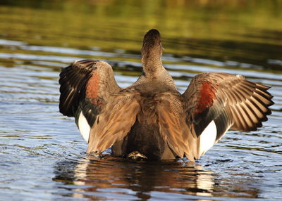 View of birds in lake