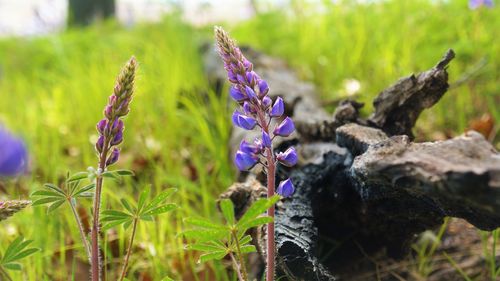 Close-up of insect on purple flower on field
