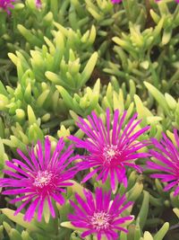 Close-up of purple flowers