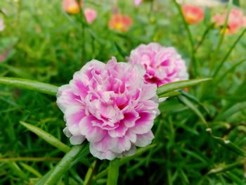 Close-up of pink flowering plant