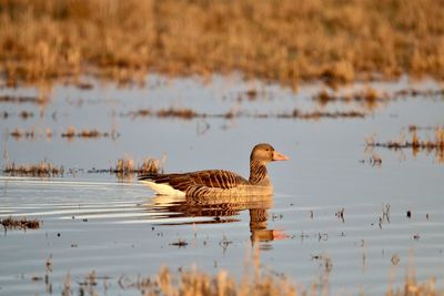 Grey  goose swimming in sunset light, making ripples.