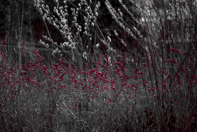 Full frame shot of trees