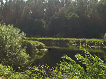 Scenic view of lake amidst trees in forest