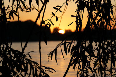 Silhouette plants against romantic sky at sunset