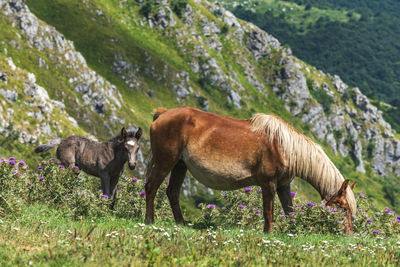 View of an animal on field