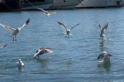 View of birds in lake
