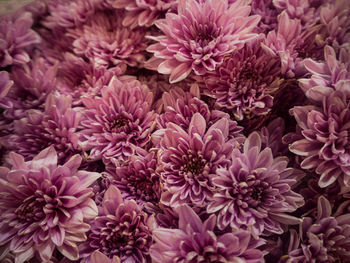 High angle view of pink flowering plants