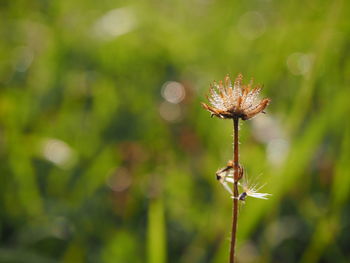 Close-up of wilted plant