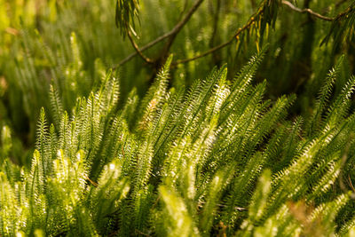 Close-up of pine tree