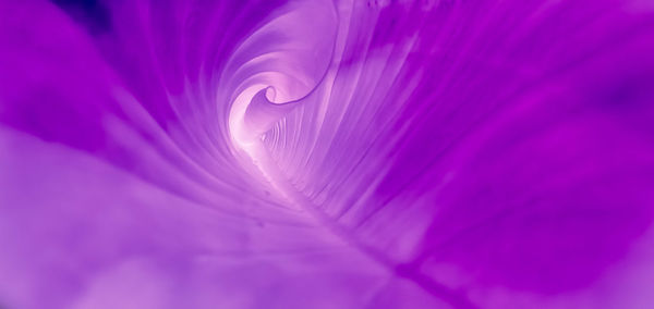 Full frame shot of pink flower