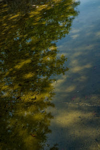 High angle view of trees floating on lake