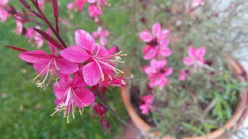 Close-up of pink flowers blooming outdoors