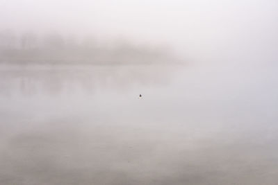 Bird flying over water against sky