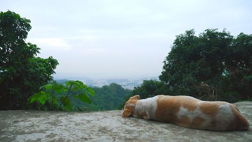 Cat sleeping by trees against sky