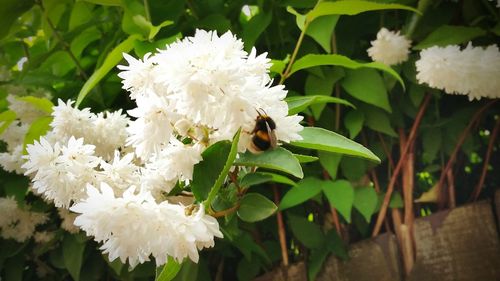 Close-up of bee pollinating on white flower