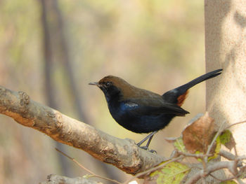 Close-up of bird perching on branch