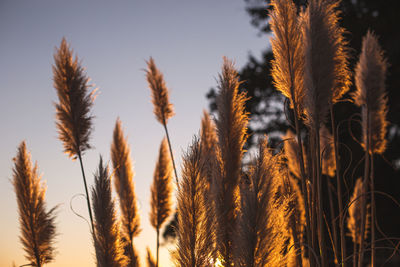 Close-up of stalks in field against sky