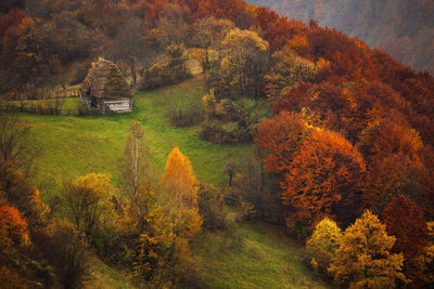 Trees on field in forest during autumn