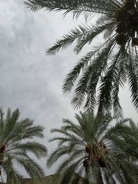 Low angle view of palm trees against sky