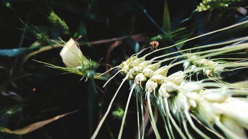 Close-up of white flowers