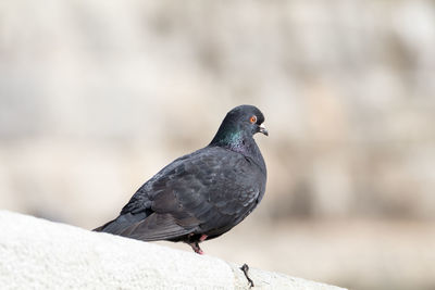 Side view of pigeon perching on retaining wall