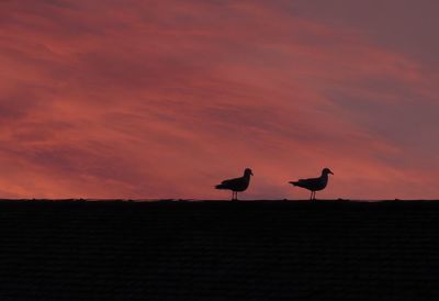 Silhouette birds on land against orange sky