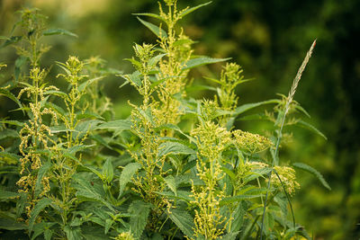 Close-up of plant