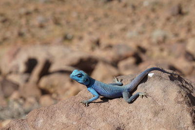 Close-up of lizard on rock