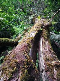 Low angle view of trees in forest