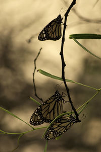 Close-up of butterflies on twig