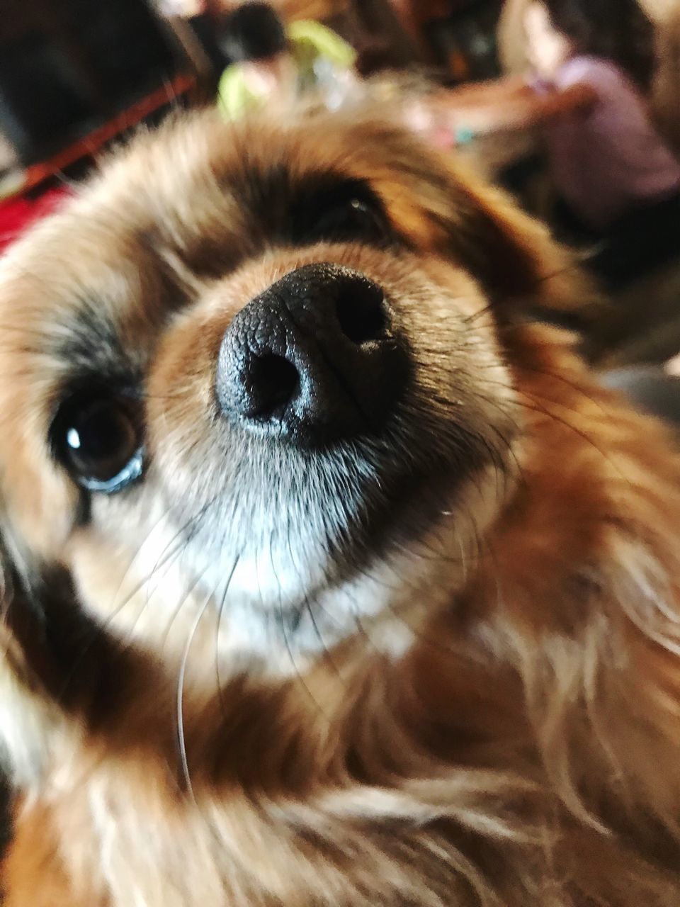 CLOSE-UP PORTRAIT OF DOG INDOORS