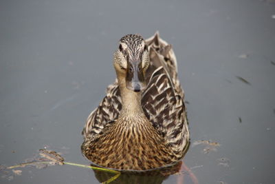 High angle view of mallard duck swimming in lake