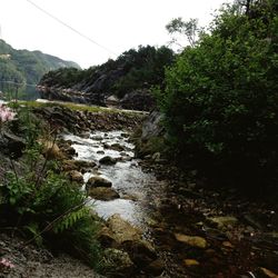 Scenic view of river in forest