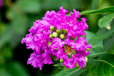 Close-up of pink flowering plant