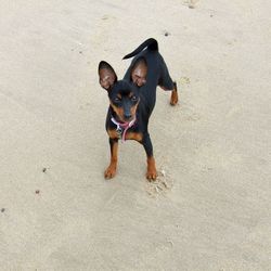 High angle portrait of dog standing on beach