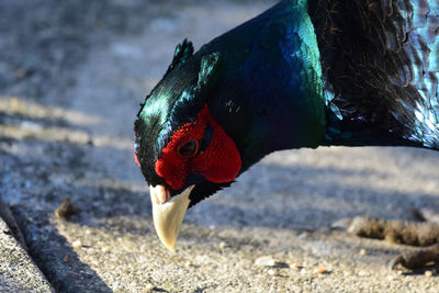 Head shot of a melanistic pheasant eating seeds off the ground 