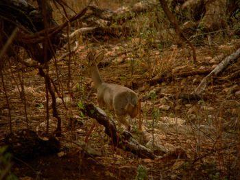 Lion in forest