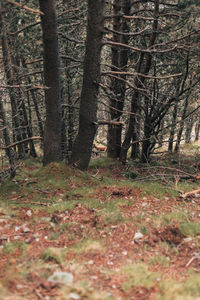 Trees in forest