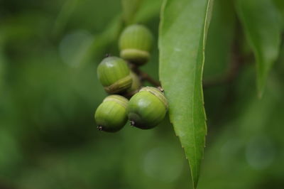 Close-up of berries growing on plant