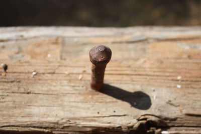Close-up of rusty nail on wooden plank