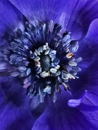 Close-up of purple flower blooming outdoors