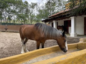View of horse in stable