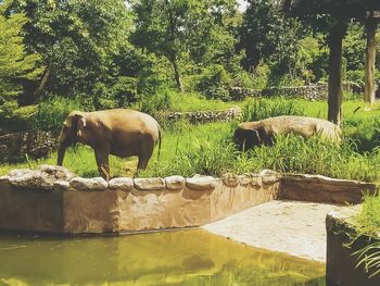 Horse standing in a zoo