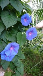 Purple flowers blooming outdoors