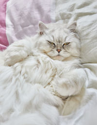 British longhair white cat lies on his back in bed.