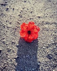 Close-up of red poppy flower